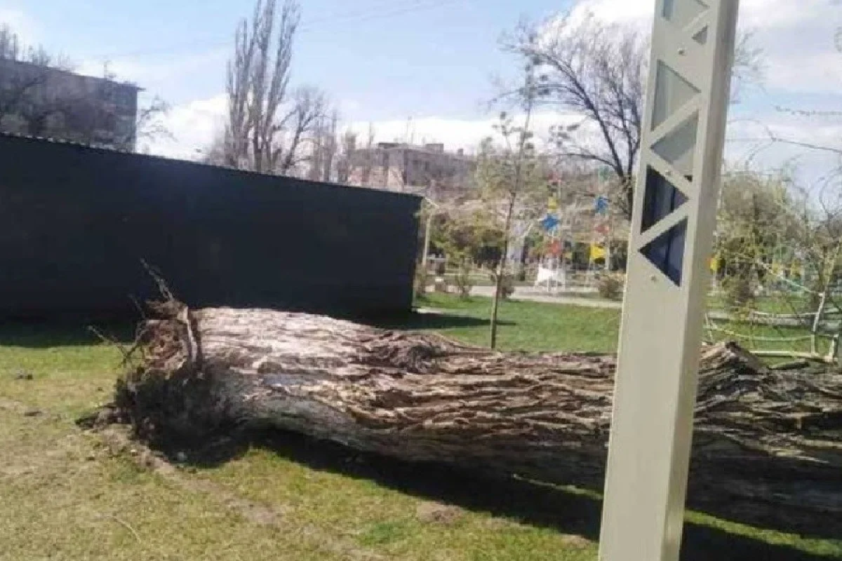 На парня упало дерево. Мальчика придавило деревом. Бобра придавило деревом. Джамбул дерево. Мальчика задавившего деревом.