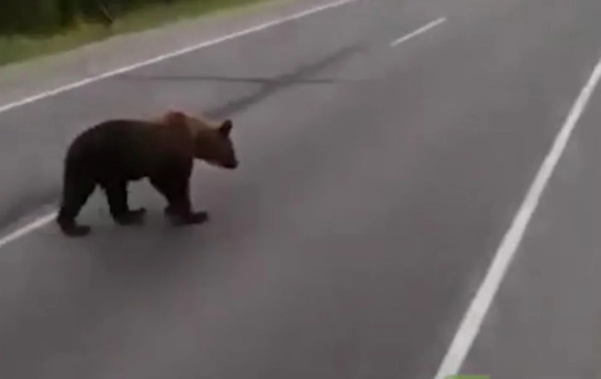 Медведь на трассе дивногорск