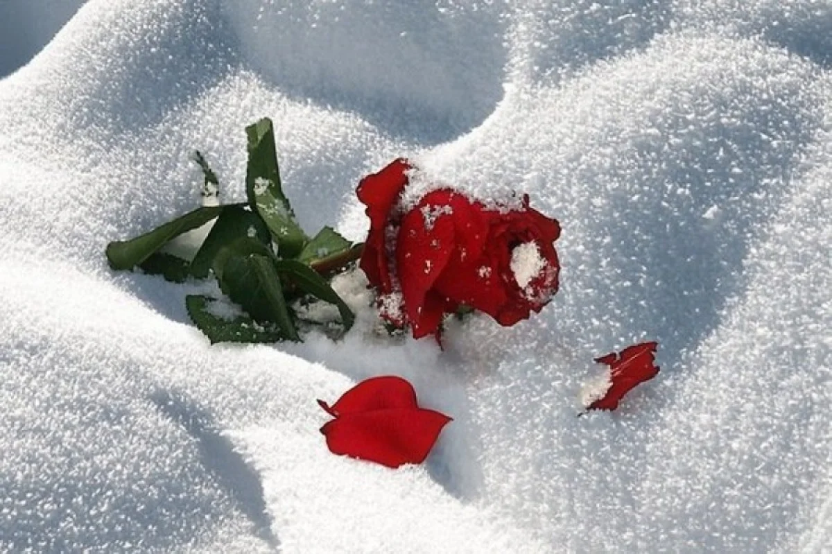 Прощание со снегом. Зимние цветы. Цветы в снегу. Розы на снегу. Цветы зимой.