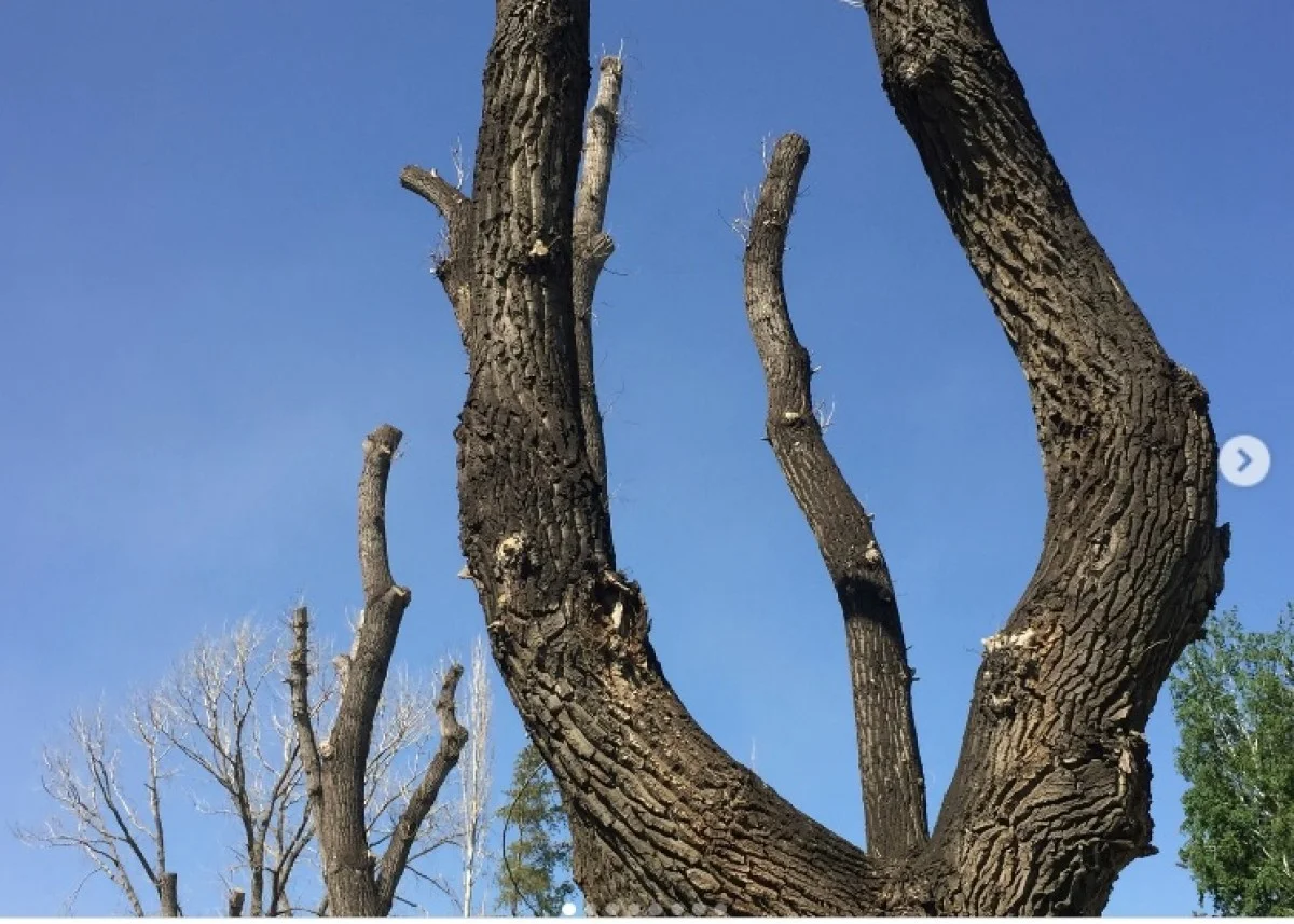 Это не кадры из фильма «Зловещие мертвецы», а обрезка деревьев в Павлодаре
