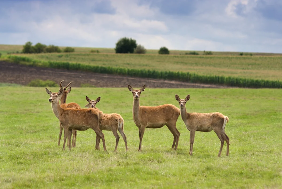 Олененок ансамбль. Олени в италии. Популяция оленей. Олень группа животных. Олень группа животных.