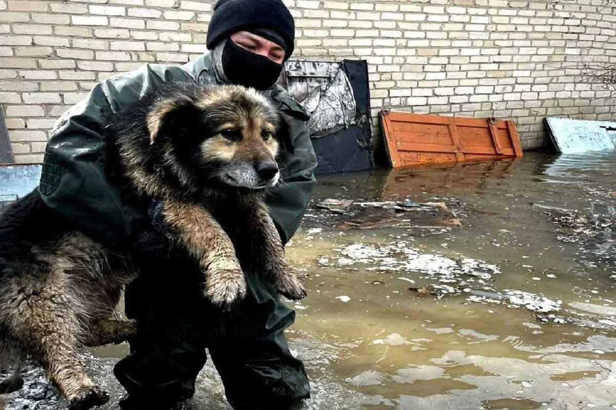 Спасатели поделились кадрами эвакуации домашних животных в Петропавловске