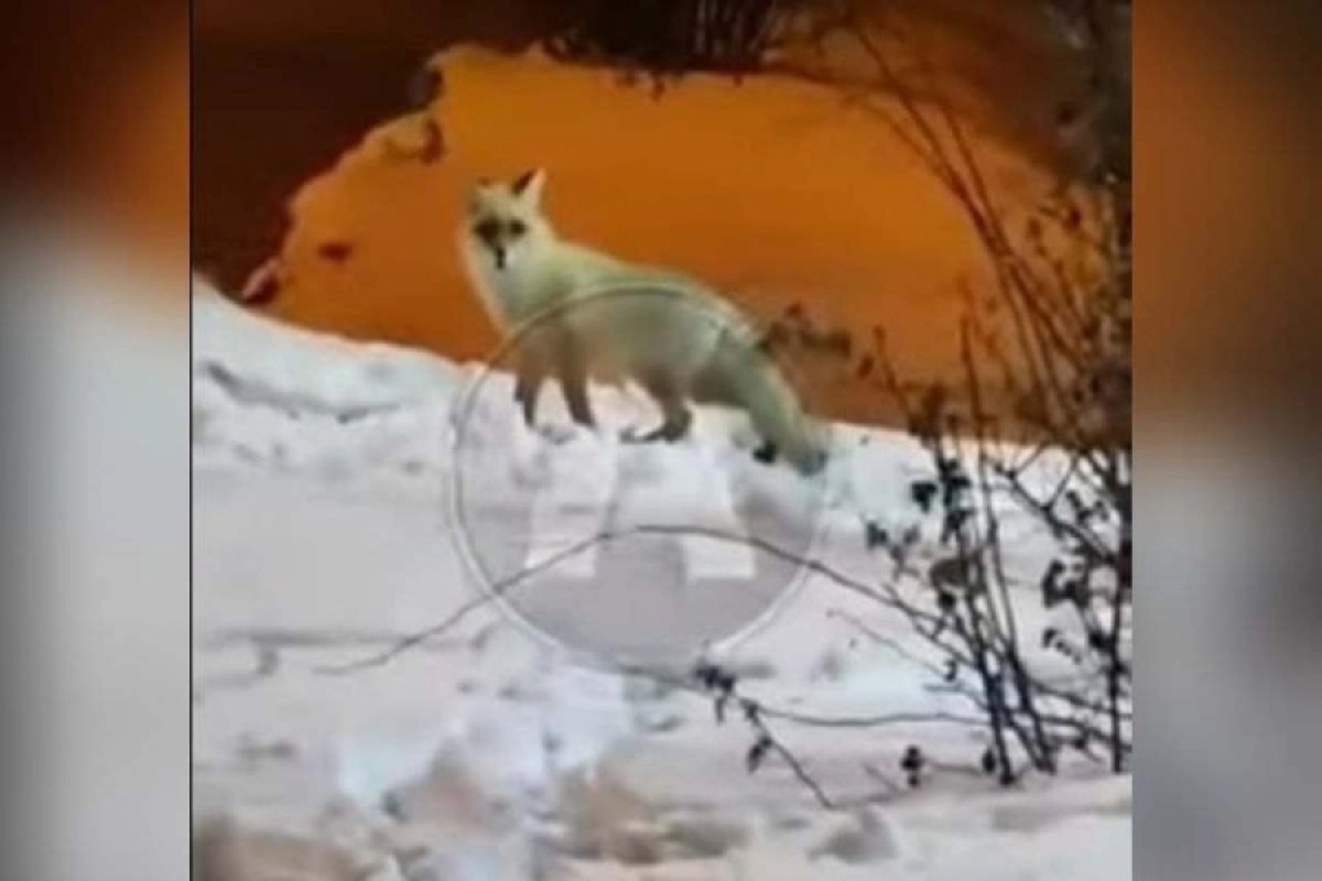 Лису сняли на видео в центре Костаная