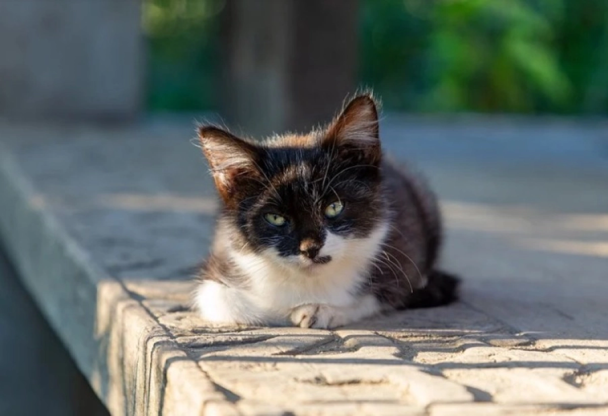 Котенка выбросили из машины прямо на оживленную дорогу в Мангистау