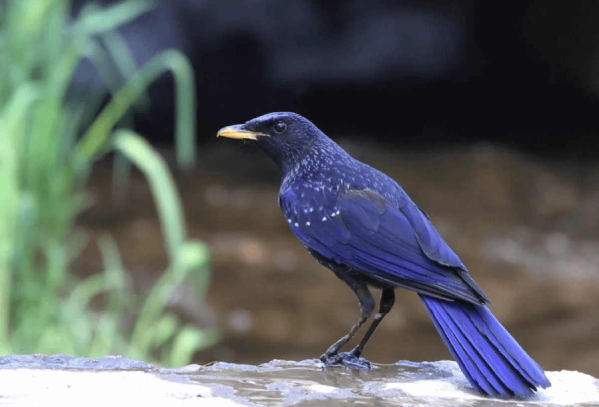 Фото: birds.kz