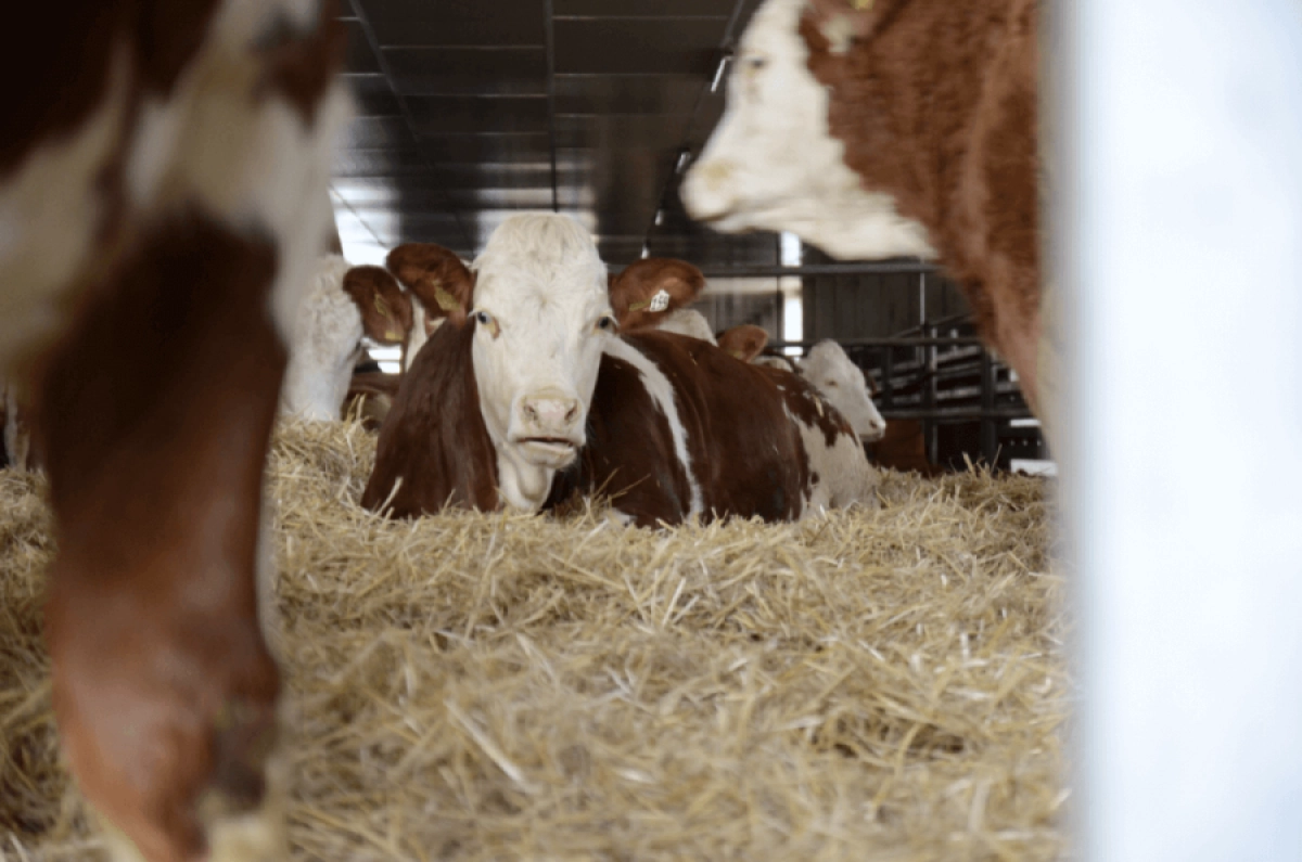 Фото: kstnews.kz