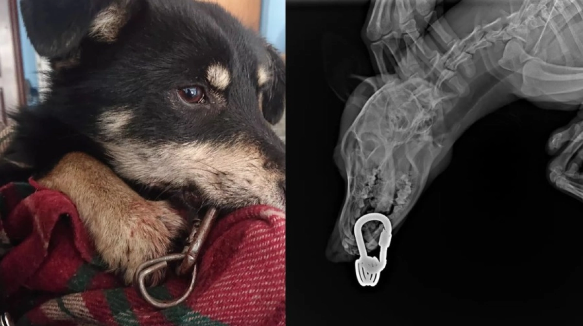 Коллаж: ИА «NewTimes.kz»