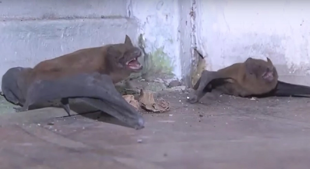 Кадр из видео