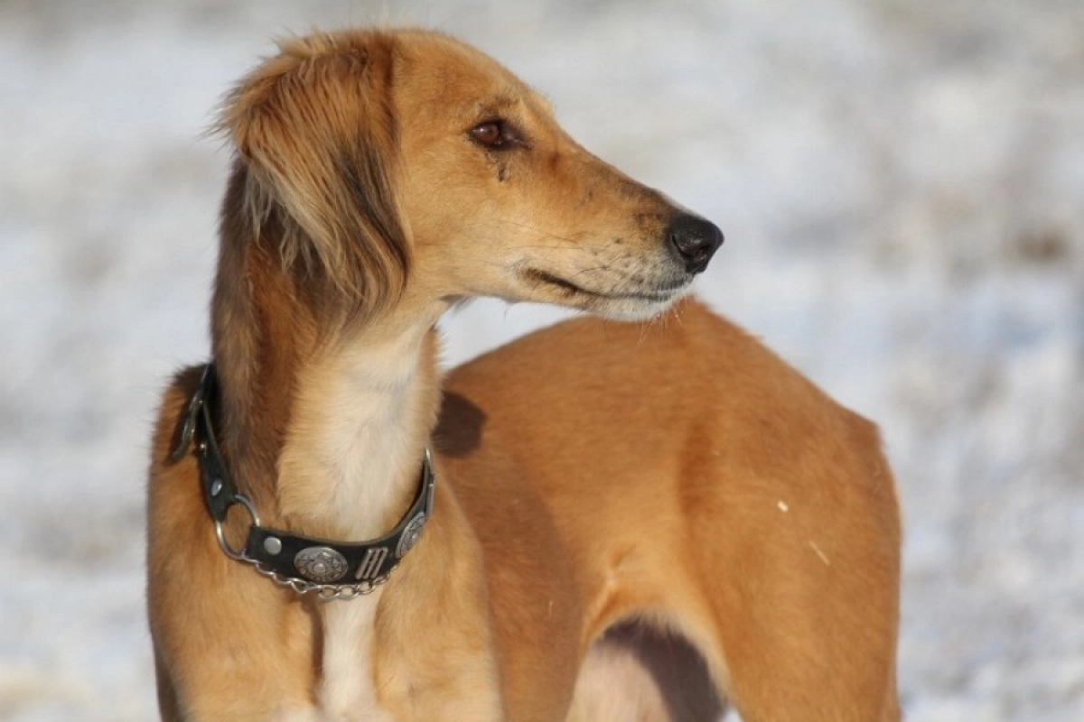 Фото: nekusaka.com