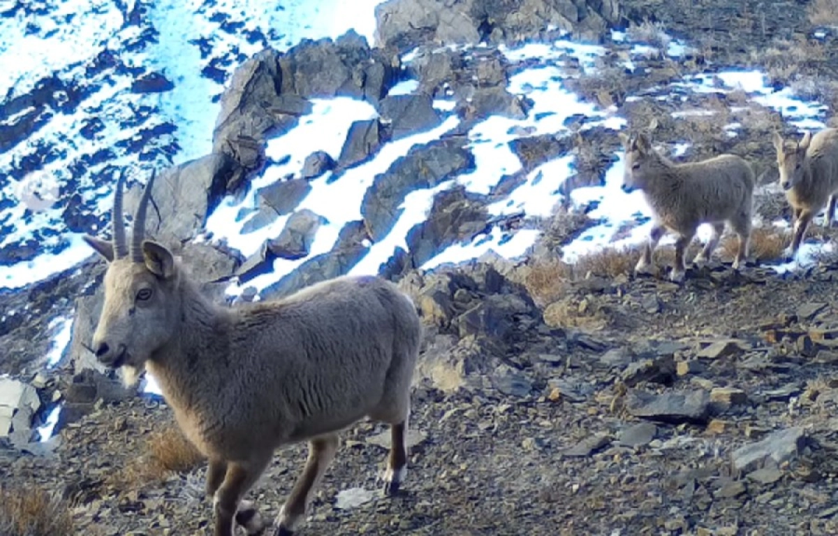 Кадр из видео