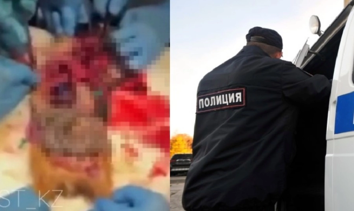 Фото: Коллаж NT