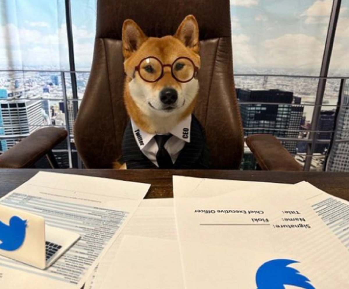 Фото: twitter/ ElonMusk