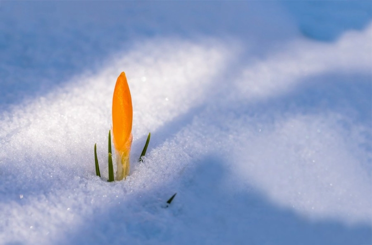 Фото: pixabay.com