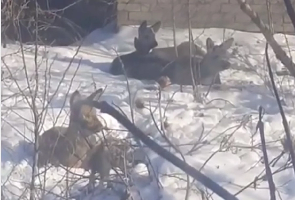 Кадр из видео