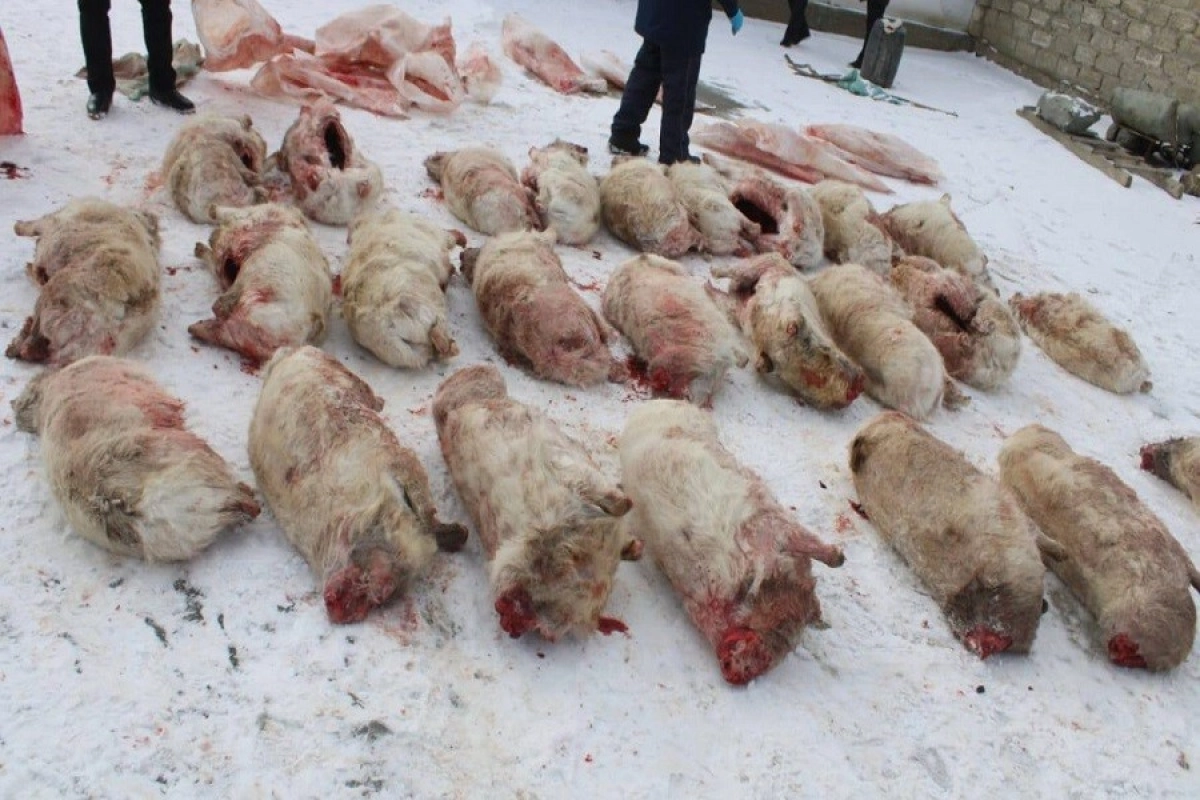 Фото: polisia.kz