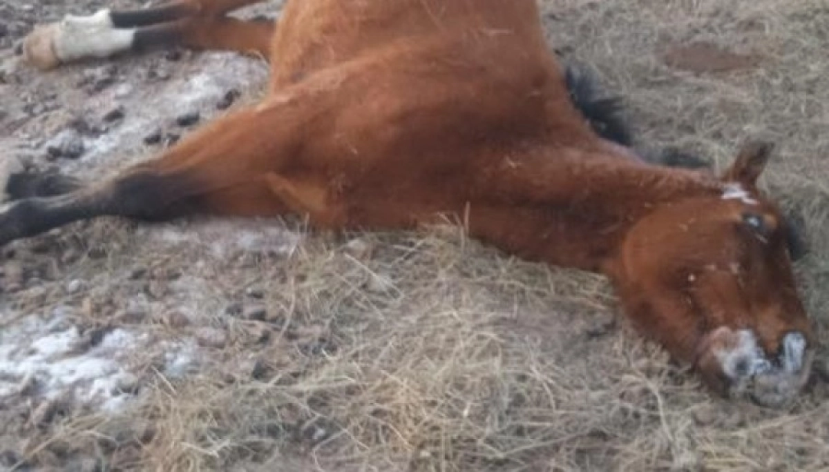 Фото с сайта КазТАГ