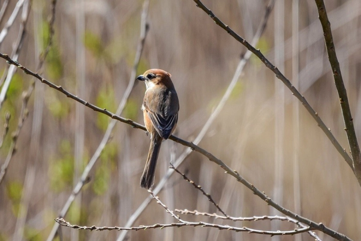 Фото: pixabay.com