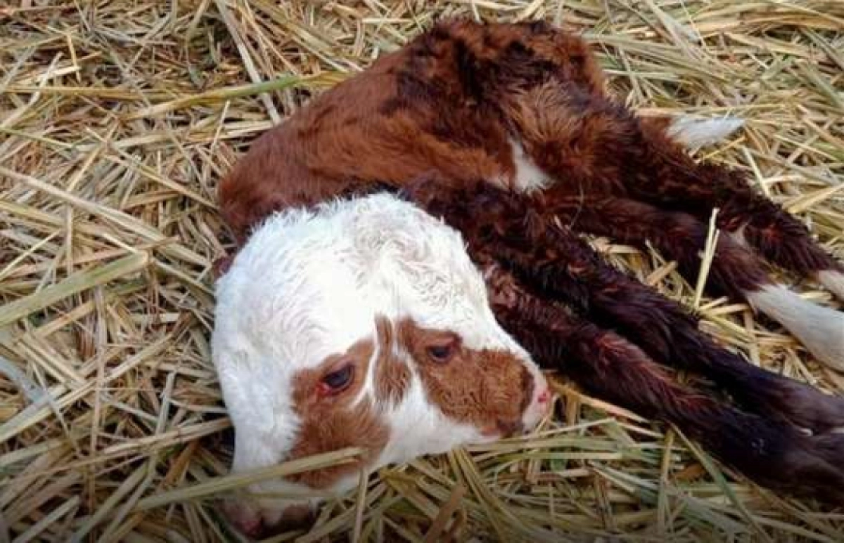 Фото: instagram.com/gazet_kerekinfo