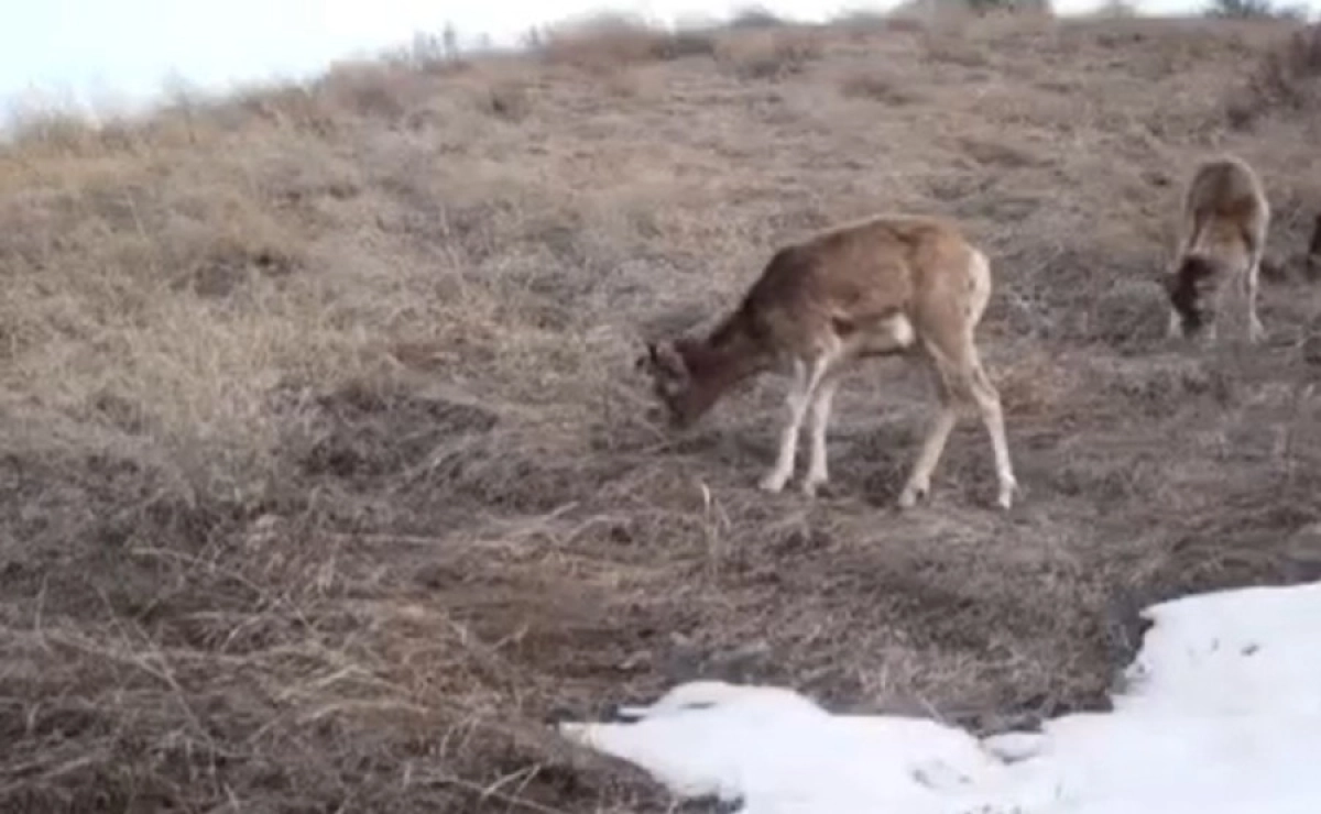 Фото: Кадр видео