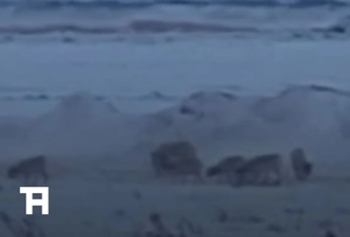 Фото: Кадр видео