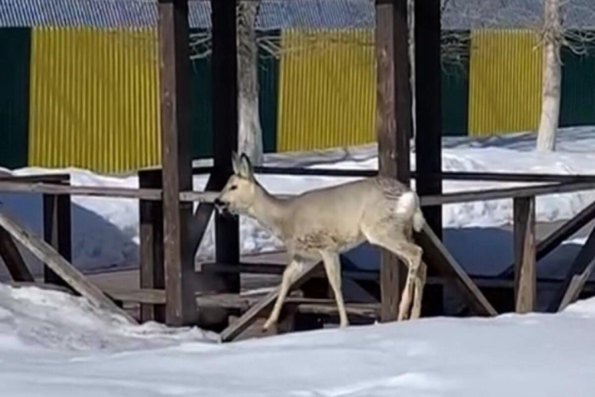 Фото: скриншот видео