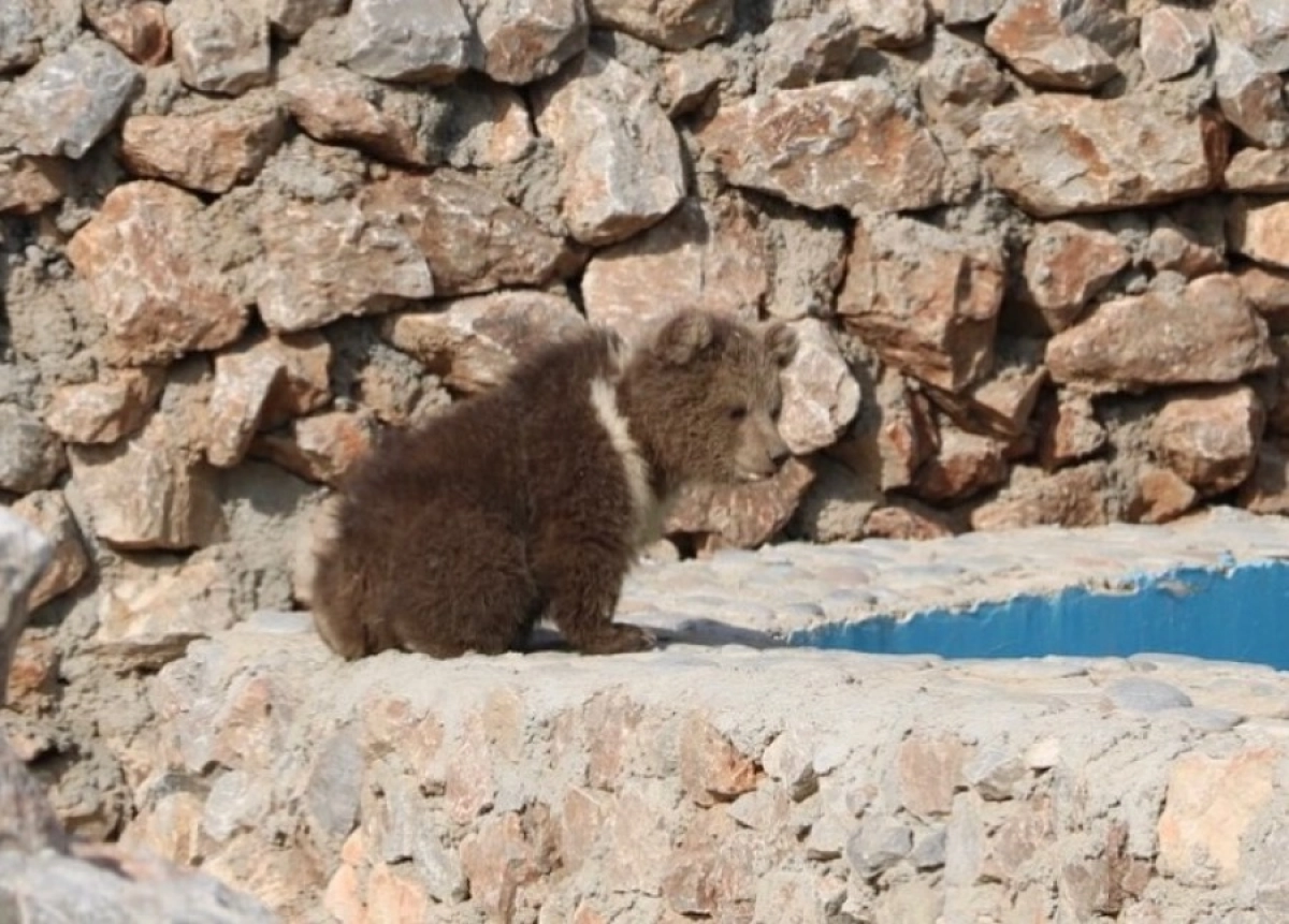 Фото: Зоопарк Шымкента