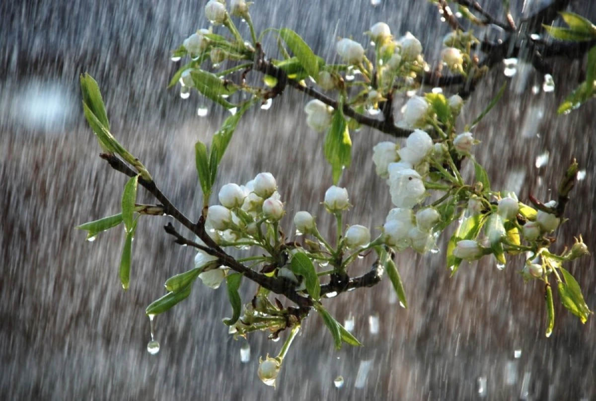 Фото: pixabay