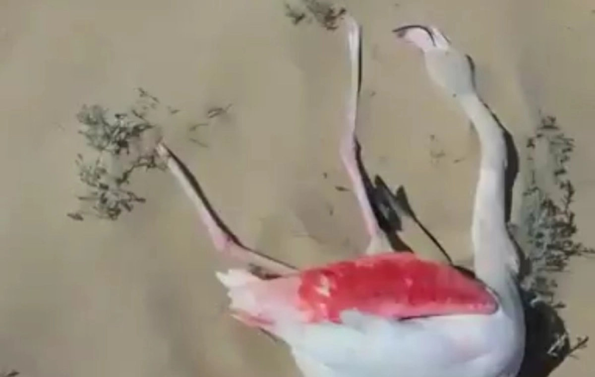 Фото: mangystaumedia.kz