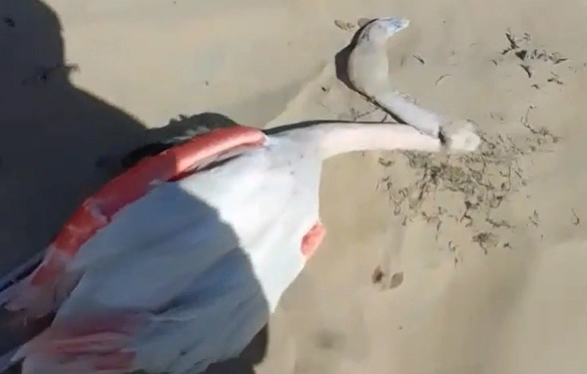 Скриншот с видео