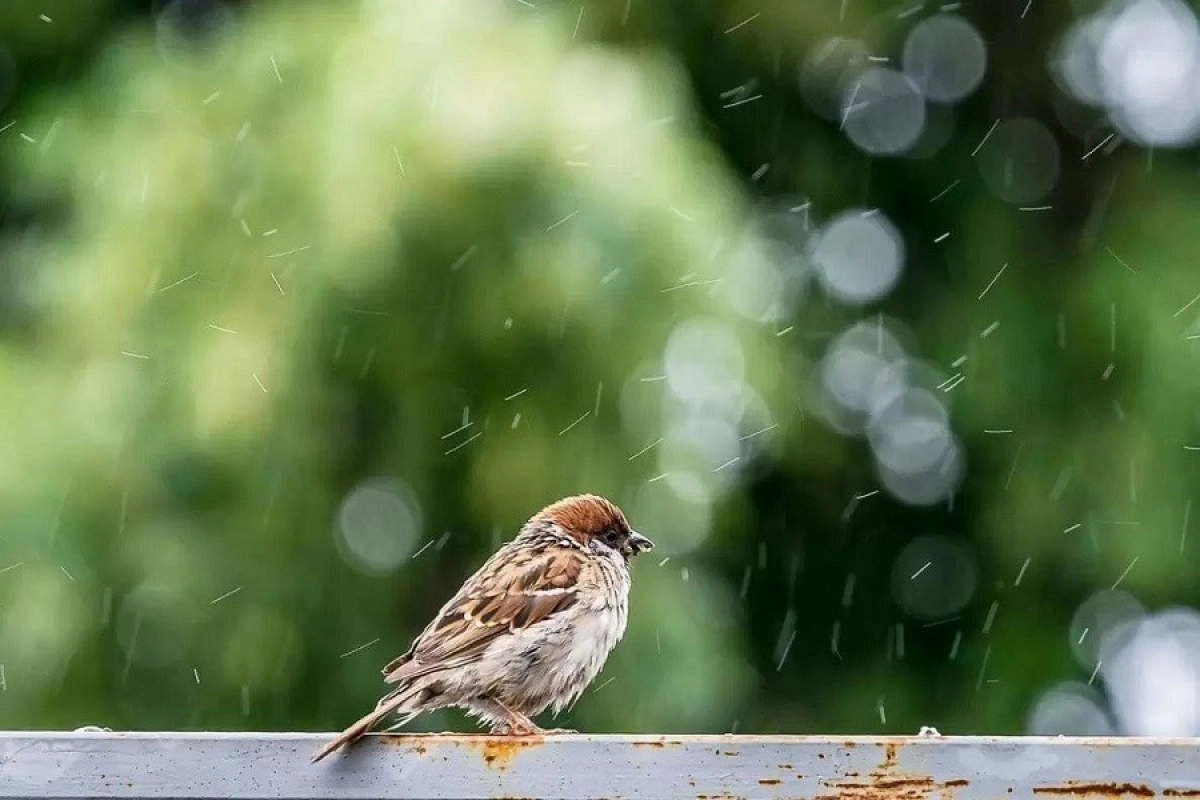 Фото: pixabay.com