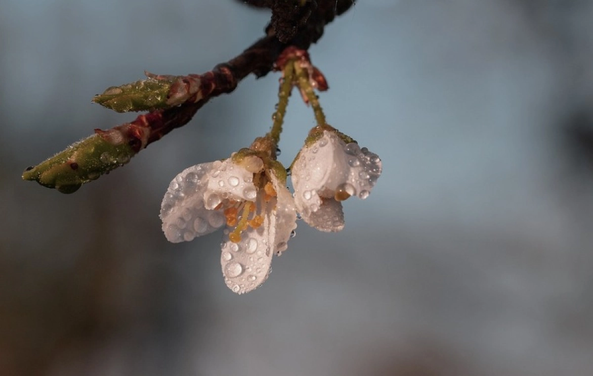 Фото: pixabay.com