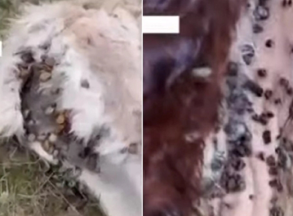 Кадр из видео