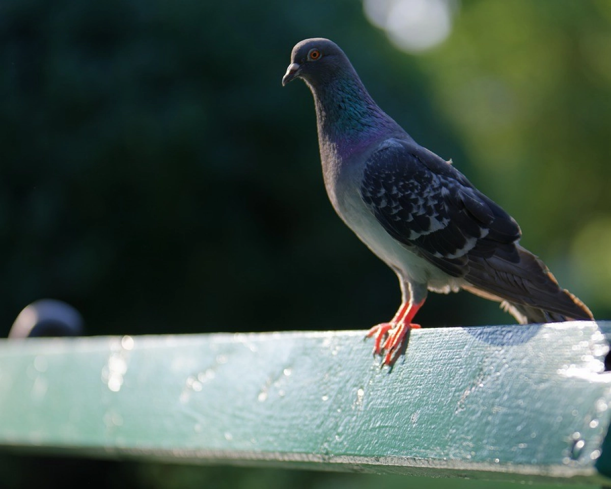 Фото: pixabay.com