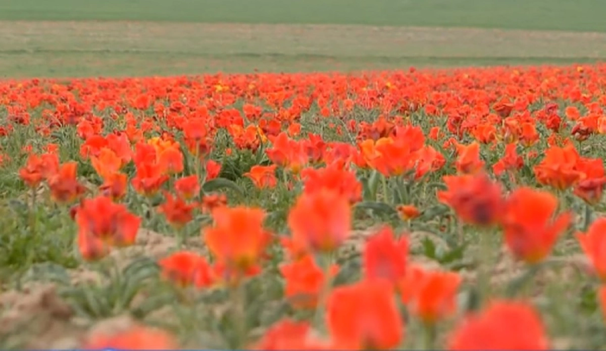 Кадр из видео