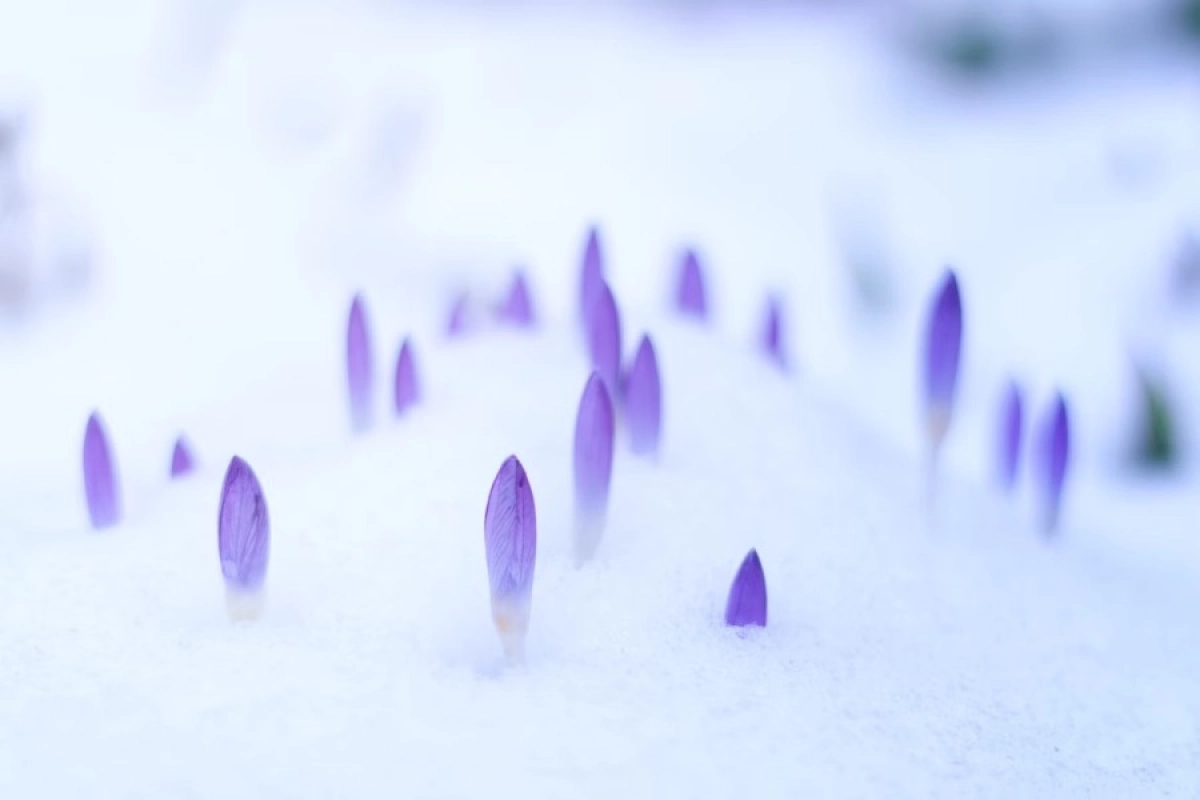 Фото: Unsplash