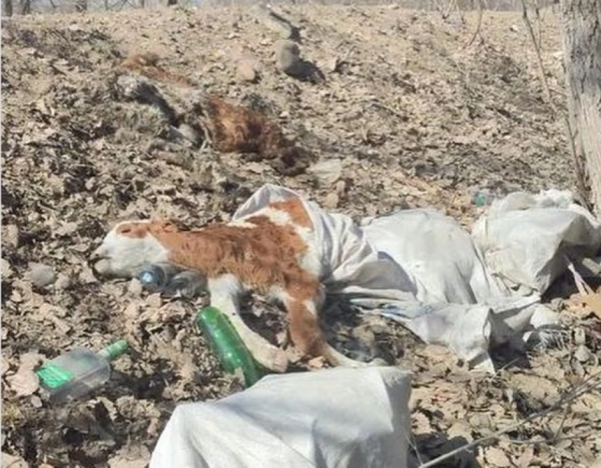 Фото: instagram.com/semey_24