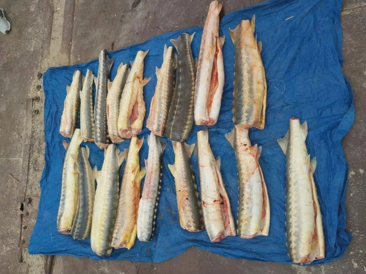 Фото: Facebook/ҚР ЭТРМ балық шаруашылығы комитеті