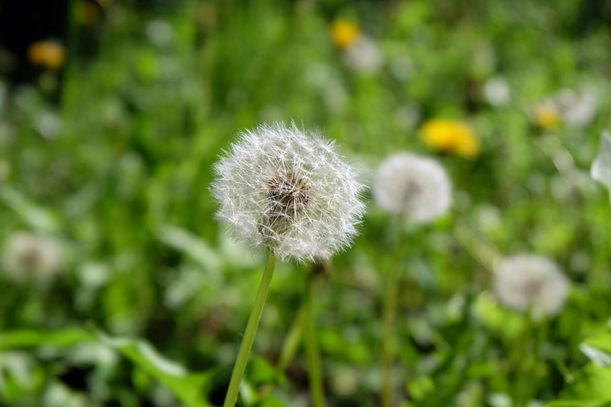 Фото: pixabay.com