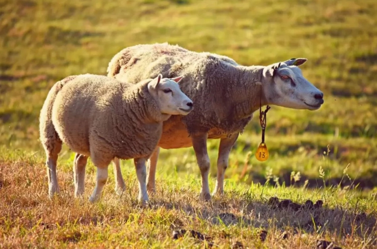 Фото: pixabay.com