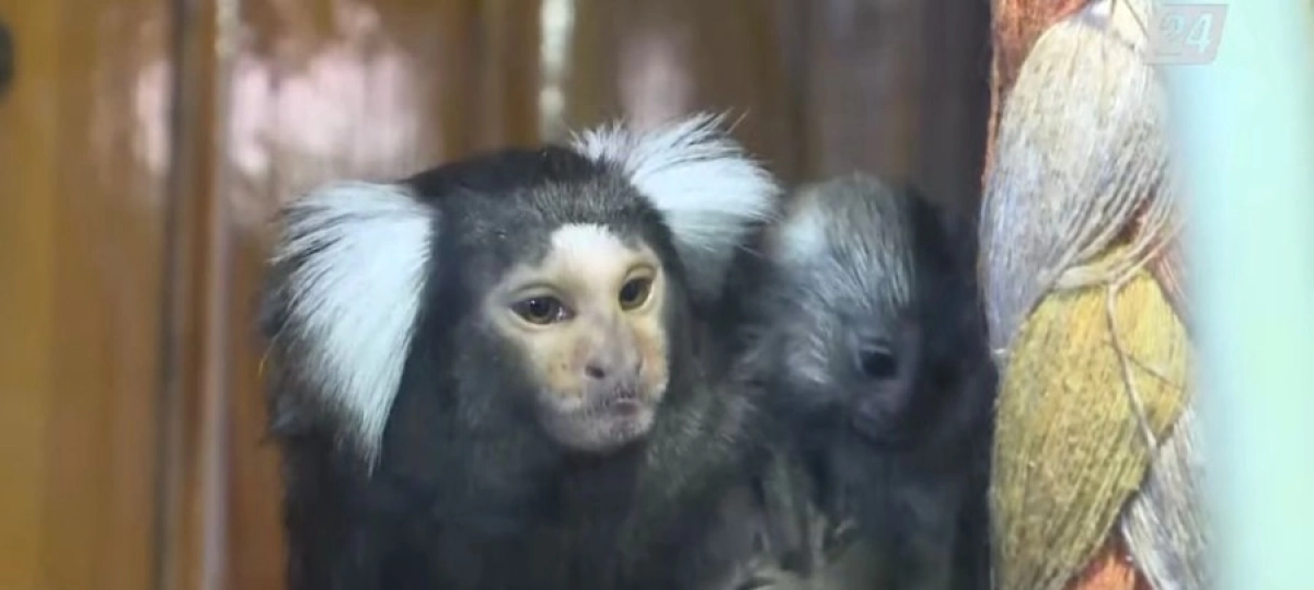 Фото: кадр из видео