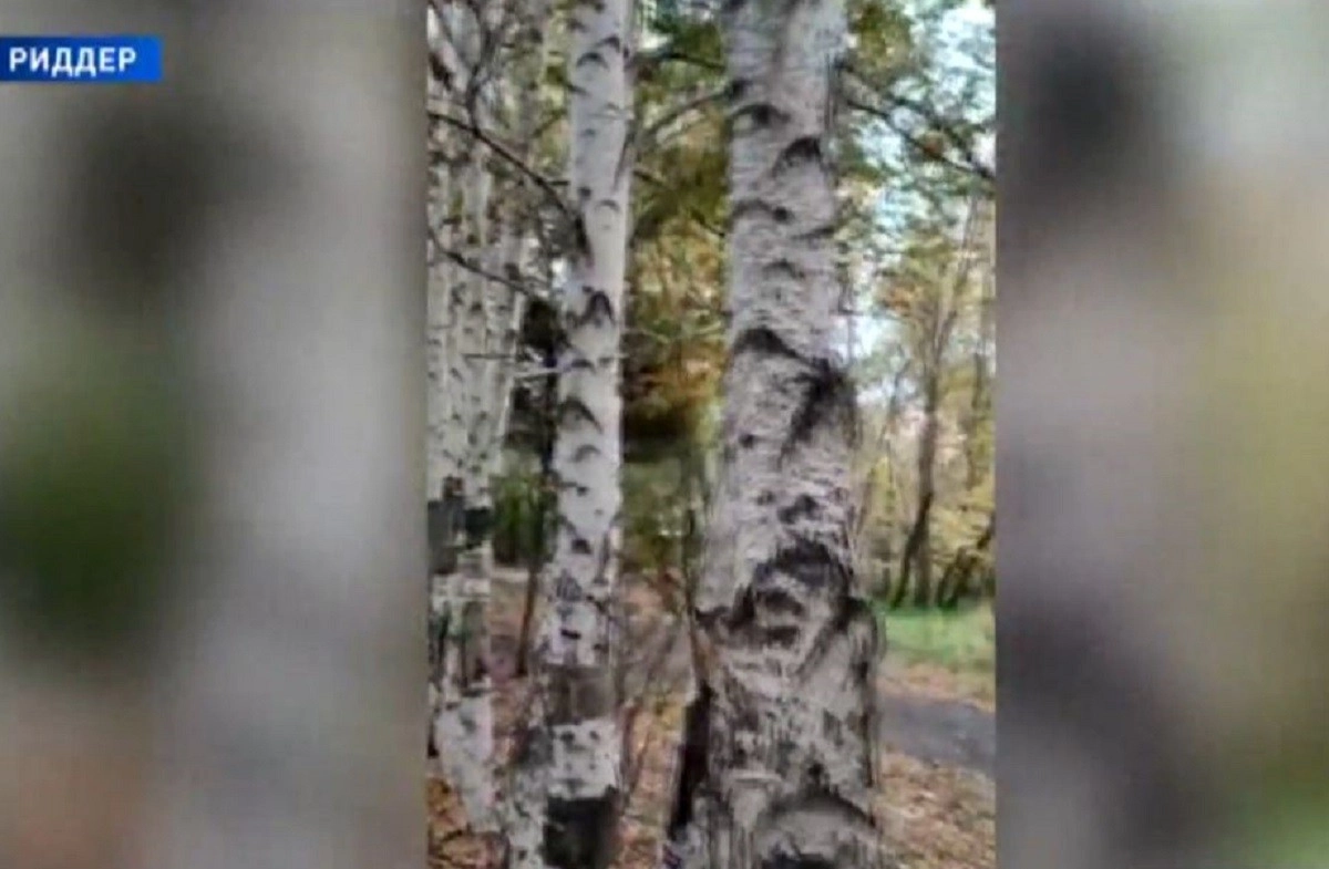 Кадр из видео