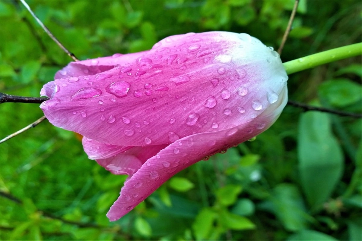 Фото: pixabay.com