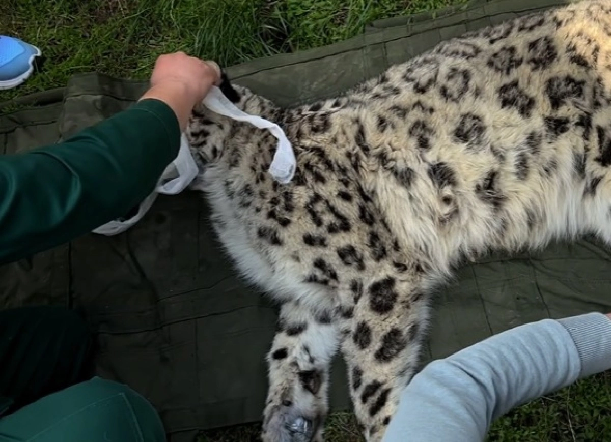 Скриншот с видео