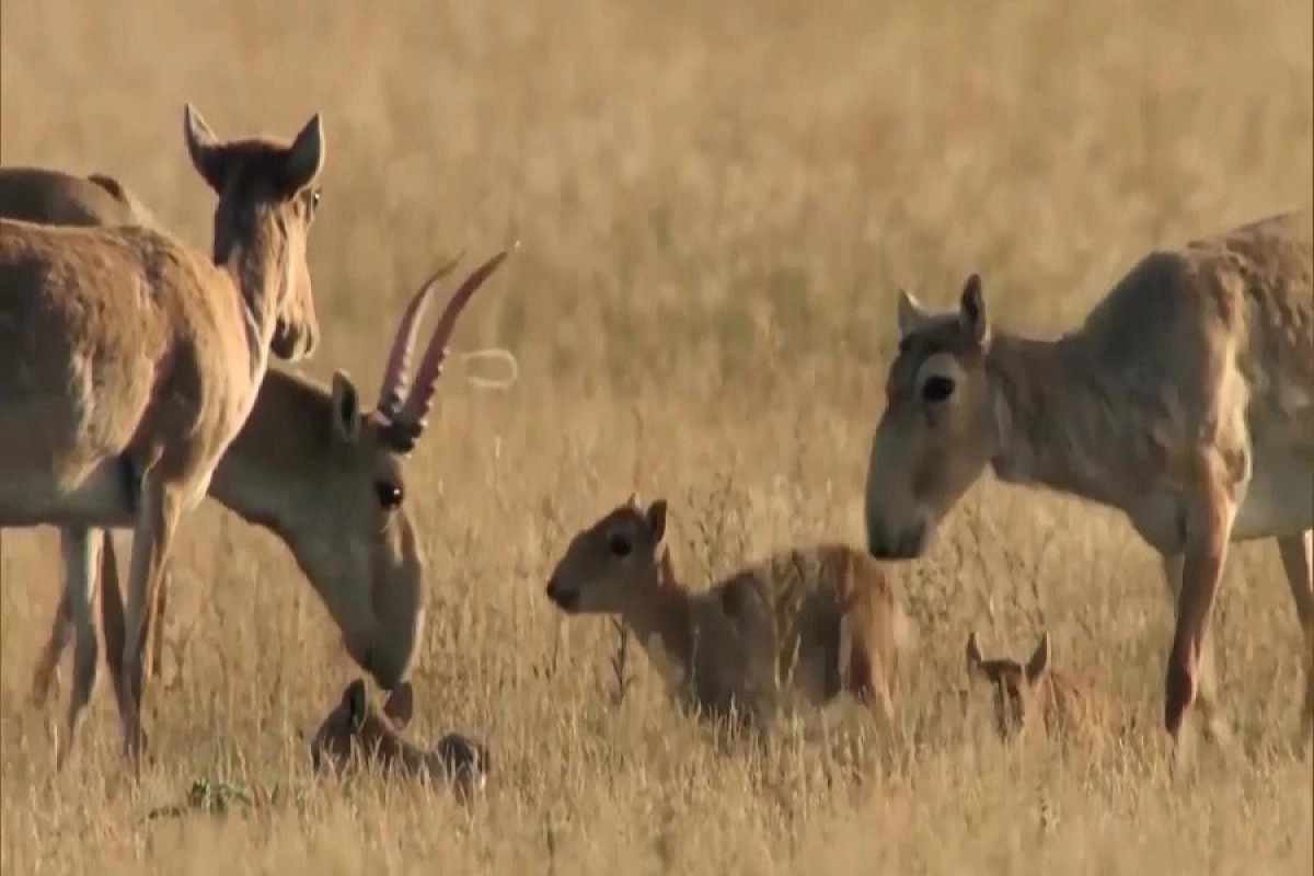 Фото: astanatv.kz