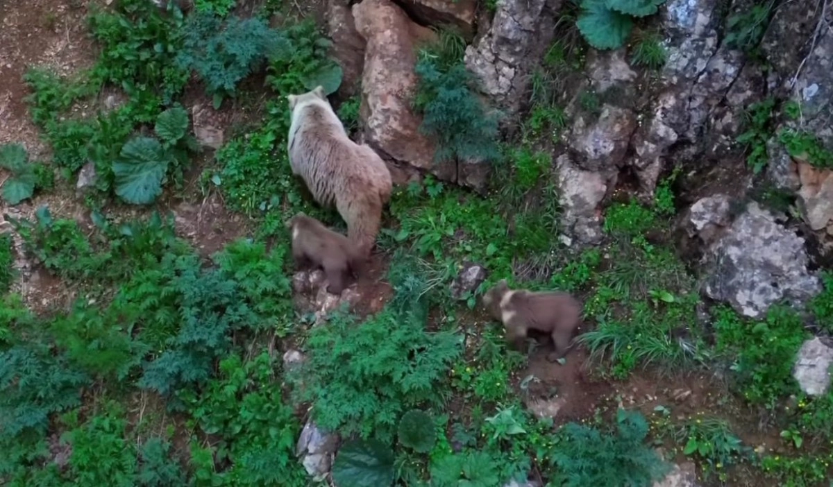 Фото: кадр из видео