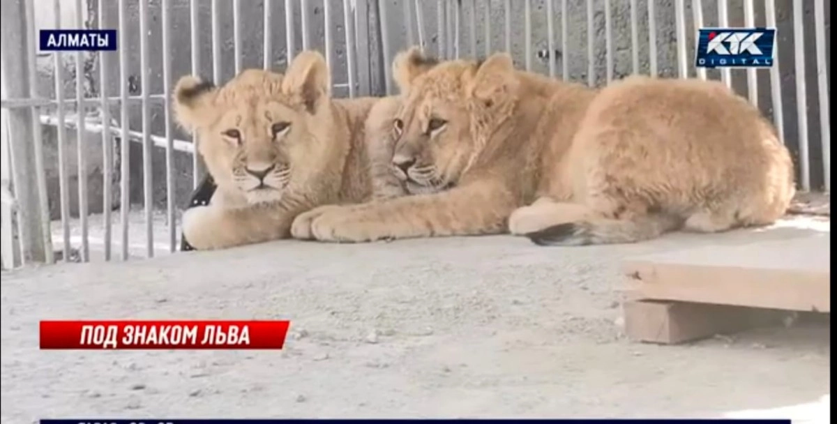 Скриншот с видео