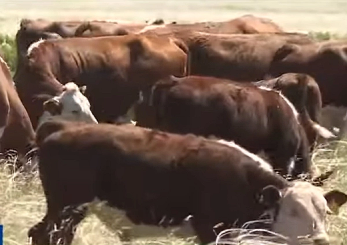 Кадр из видео