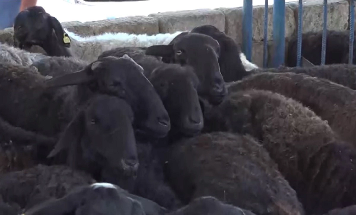 Кадр из видео