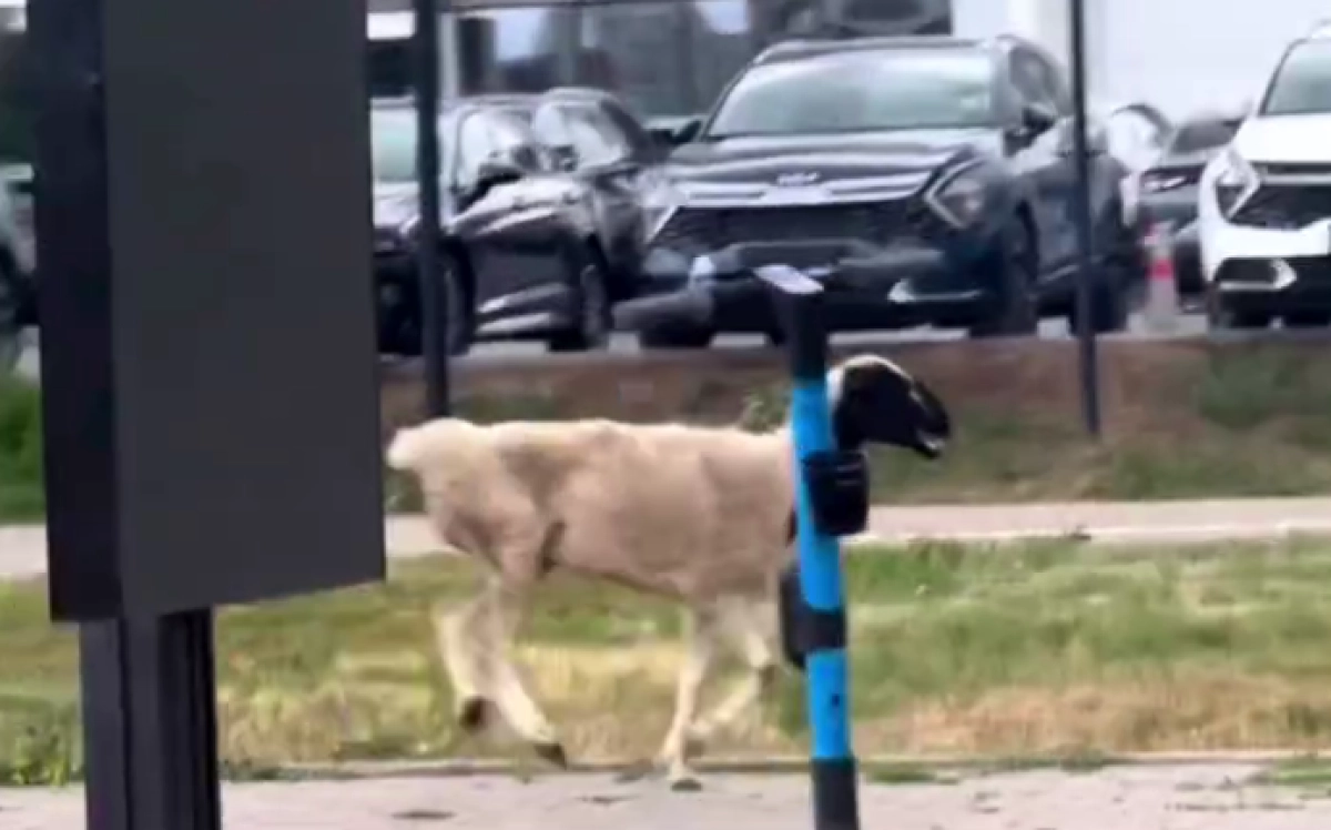 Кадр из видео