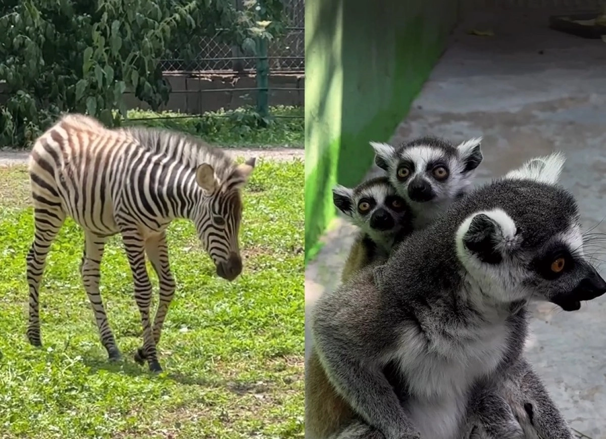 Коллаж: ИА «NewTimes.kz»